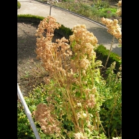 Quinoa - Quinua Temuco (2)